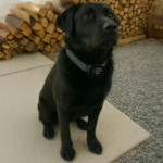 NooBark Anti-Bark Collar Customer 2